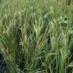 Vraj-Yatra-2014- (1687)